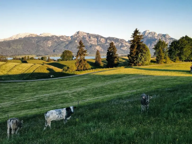 Biohof Stöger - Bioweidefleisch  in Rieden am Forggensee